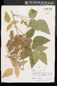 Desmodium canescens image