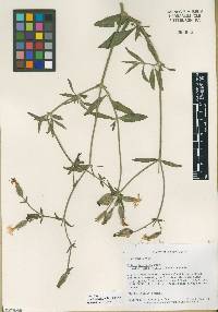 Silene latifolia image