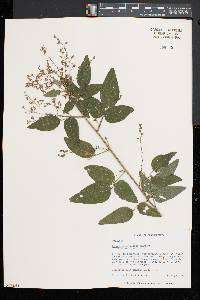 Desmodium glabellum image