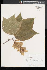 Acer pensylvanicum image