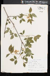 Staphylea trifolia image