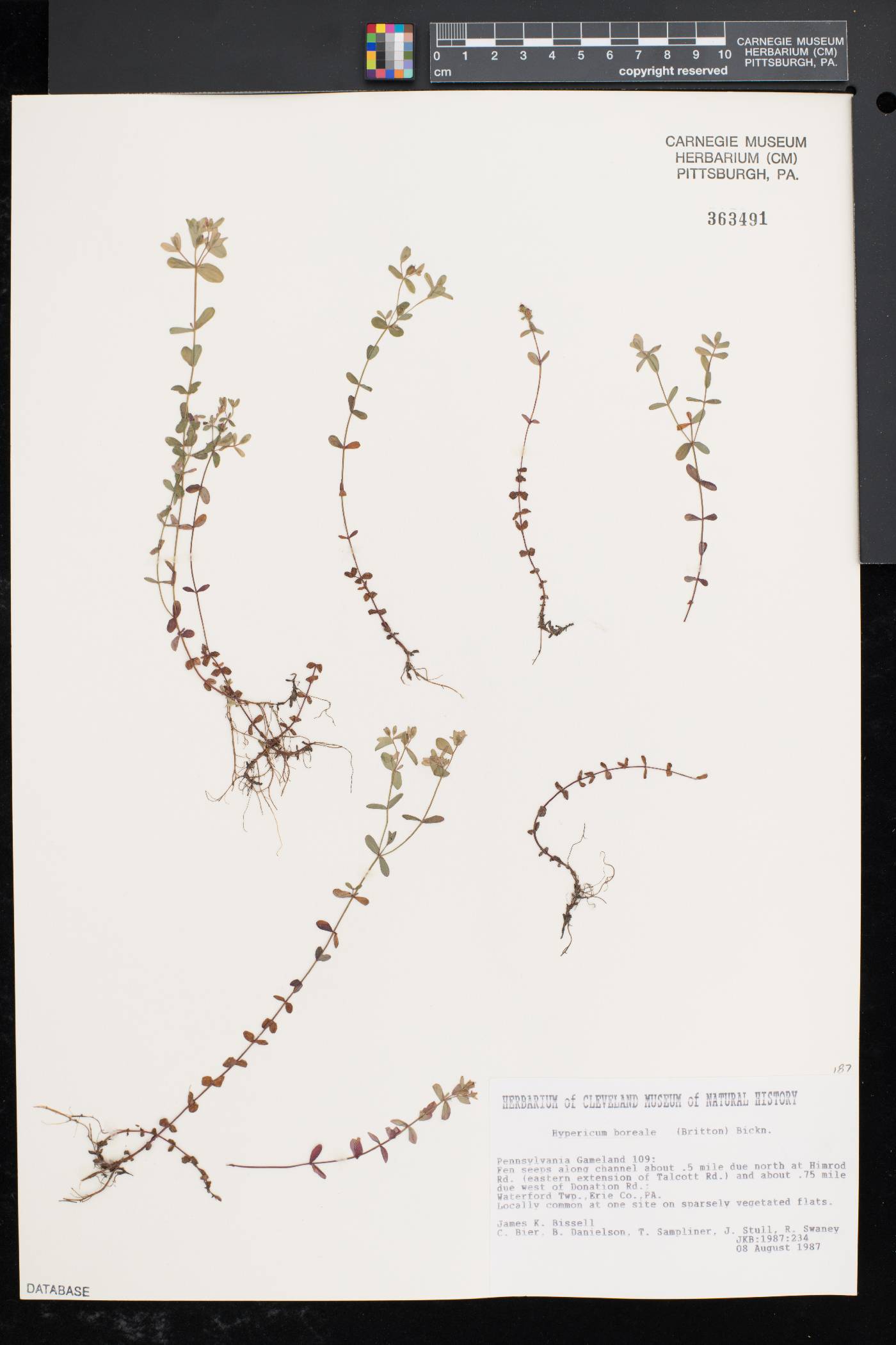 Hypericum mutilum subsp. boreale image