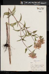 Harpalyce arborescens image