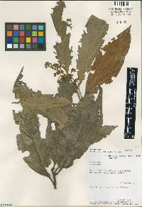 Nectandra obtusata image