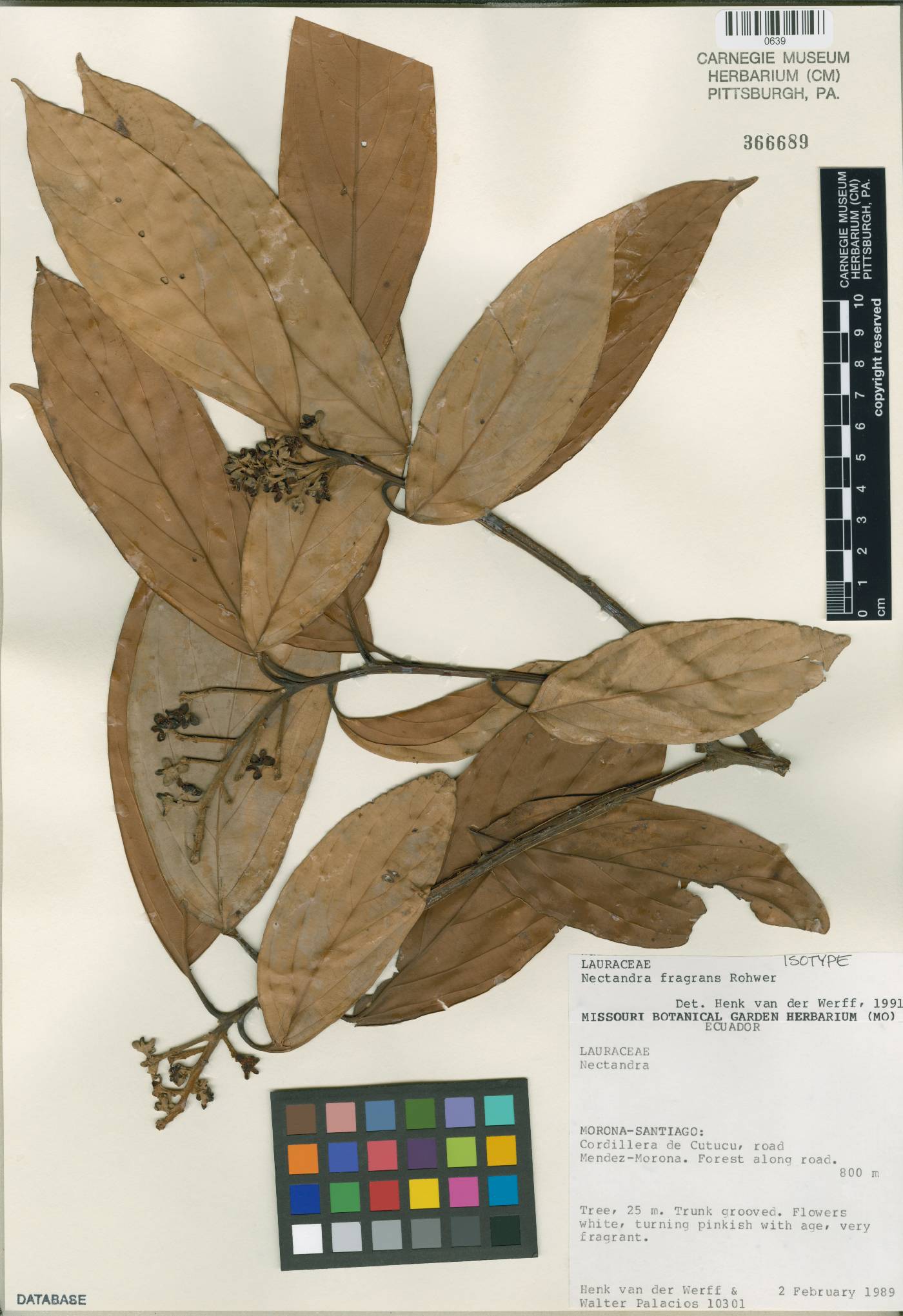 Nectandra fragrans image