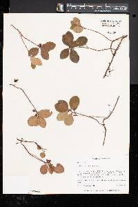 Gaultheria procumbens image