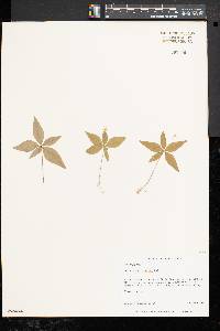 Trientalis borealis image