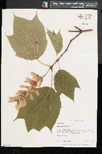 Acer pensylvanicum image