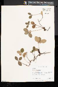 Gaultheria procumbens image