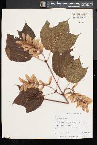 Acer pensylvanicum image