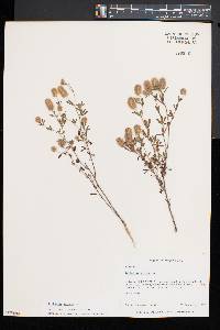 Trifolium arvense image