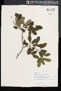 Ilex mucronata image