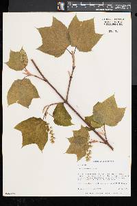 Acer pensylvanicum image