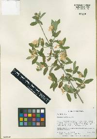 Lonicera morrowii image