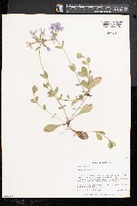 Phlox stolonifera image