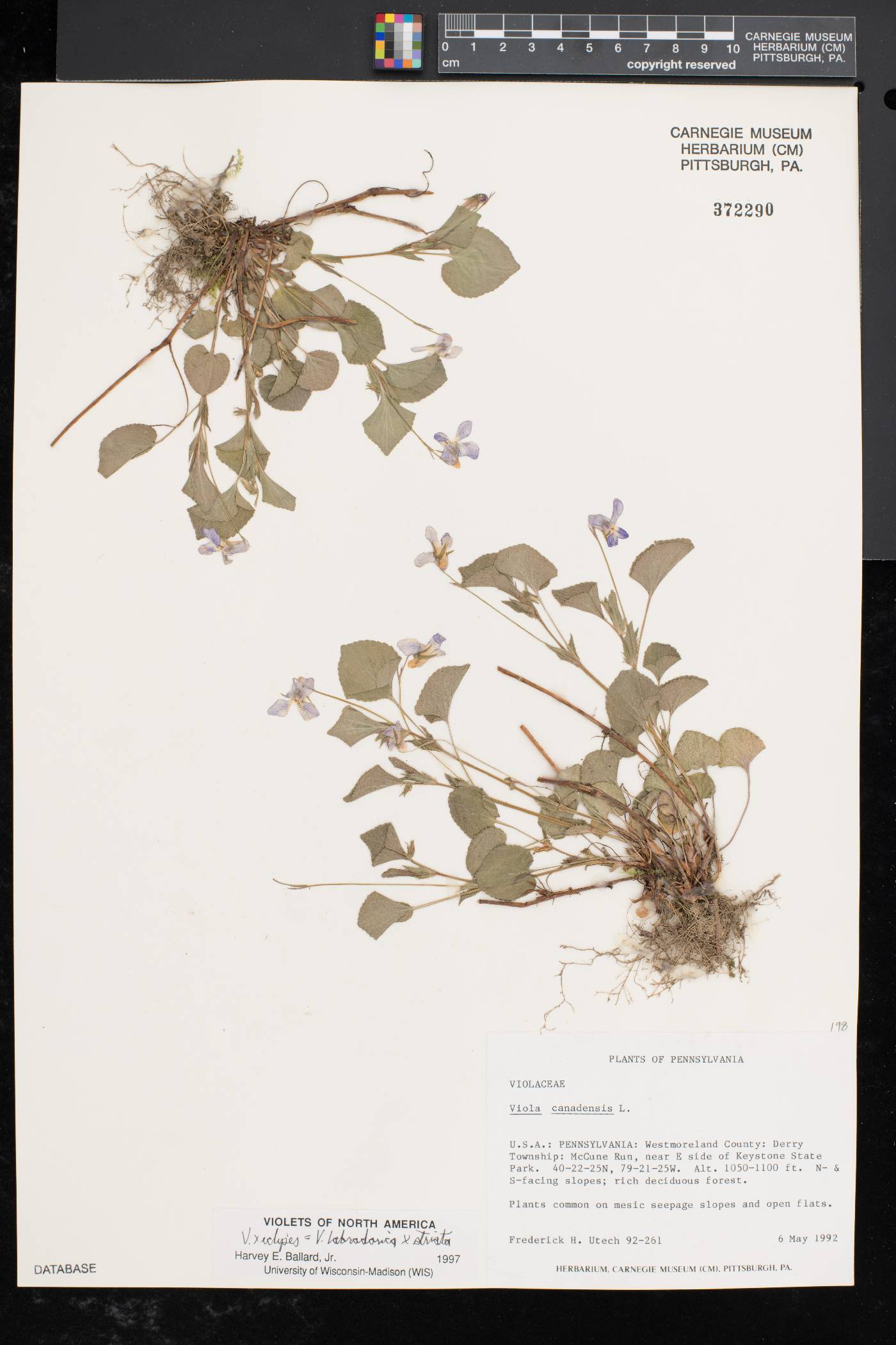 Viola x eclipes image