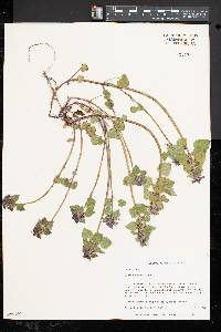 Lamium purpureum image