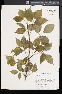 Staphylea trifolia image