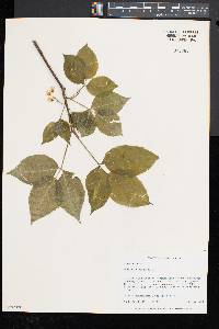 Staphylea trifolia image