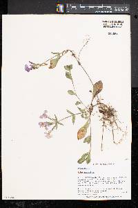 Phlox stolonifera image