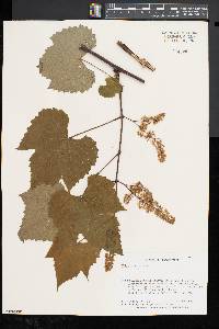 Vitis vulpina image