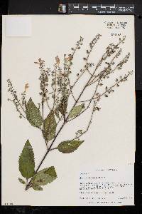 Scutellaria incana image