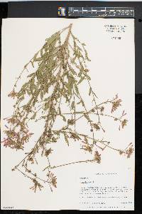 Oenothera gaura image