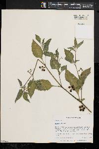 Solanum nigrum image