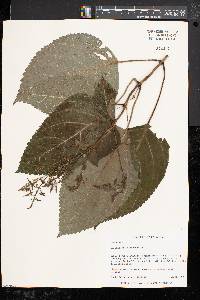 Collinsonia canadensis image