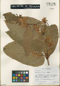 Fallopia sachalinensis image