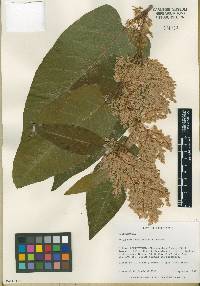 Fallopia sachalinensis image