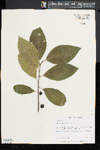 Rhamnus alnifolia image