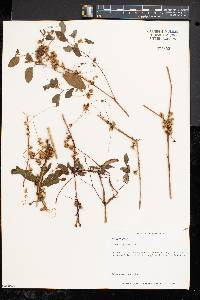 Cuscuta gronovii image