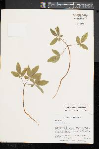 Panax trifolius image