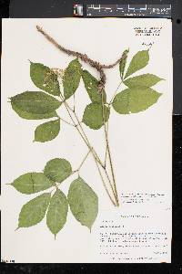 Aralia nudicaulis image