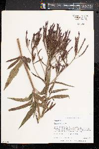 Verbena hastata image