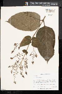 Collinsonia canadensis image