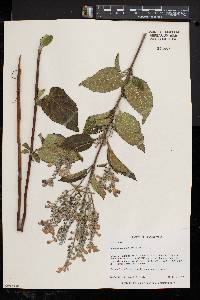 Scutellaria incana image