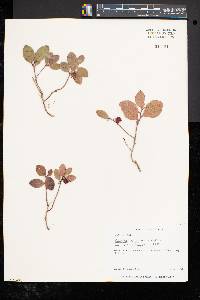 Gaultheria procumbens image