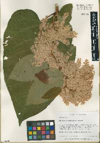 Fallopia sachalinensis image