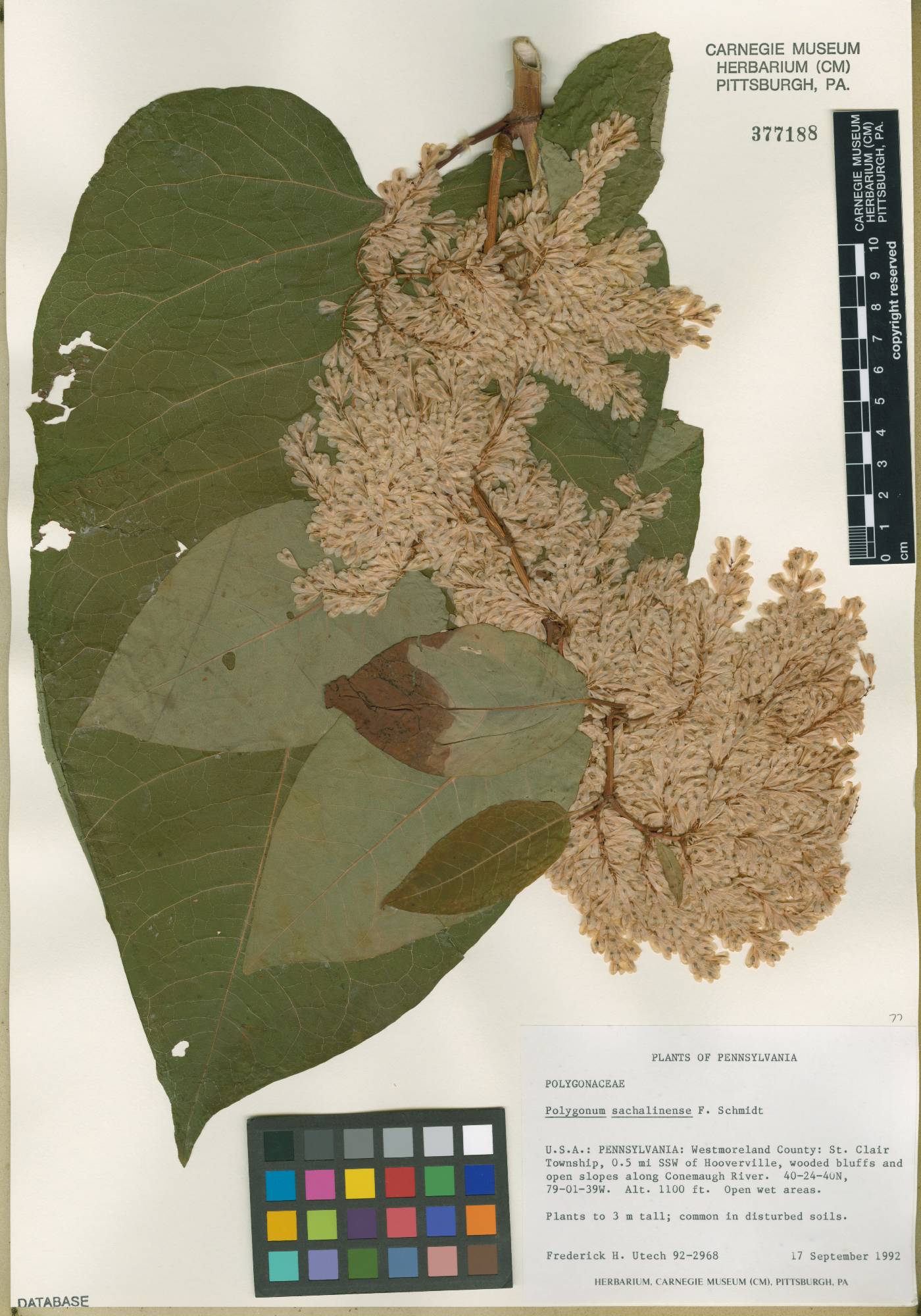 Fallopia sachalinensis image