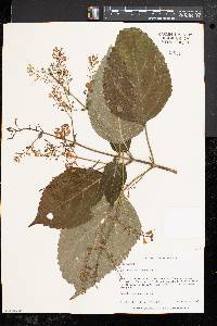 Collinsonia canadensis image