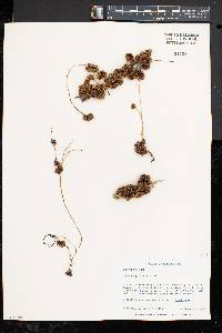 Cuscuta gronovii image