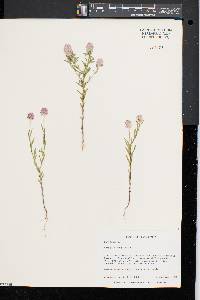 Polygala sanguinea image