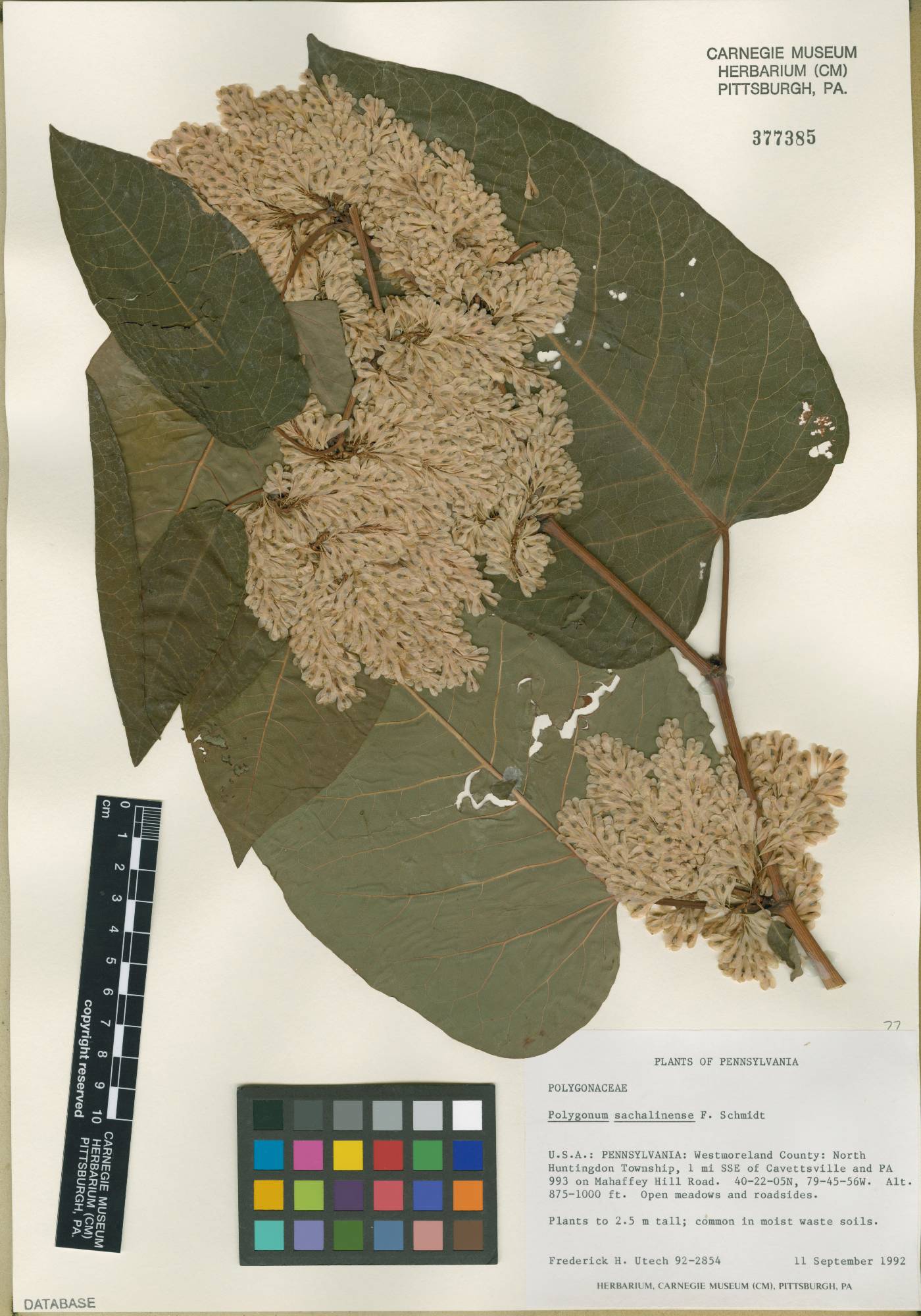 Fallopia sachalinensis image