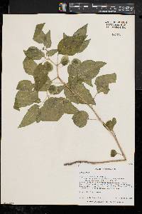 Physalis longifolia image