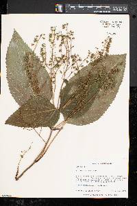 Collinsonia canadensis image