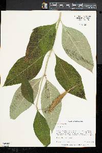 Asclepias exaltata image