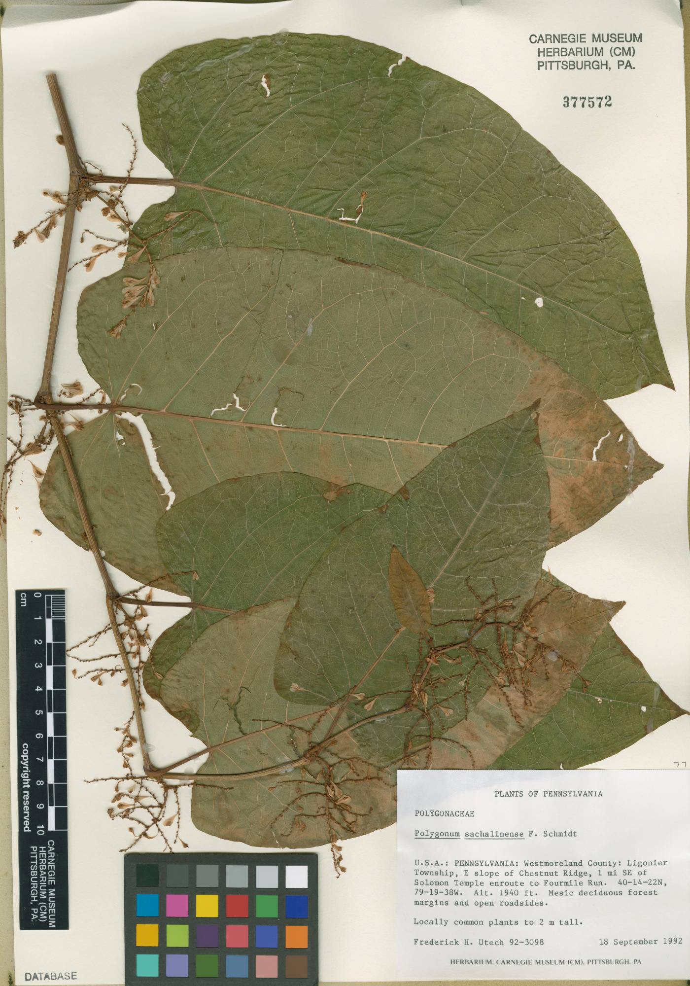 Fallopia sachalinensis image