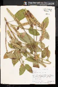 Agastache nepetoides image